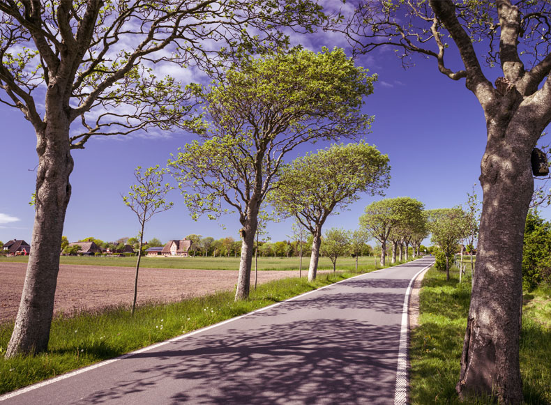 Föhr im Frühling